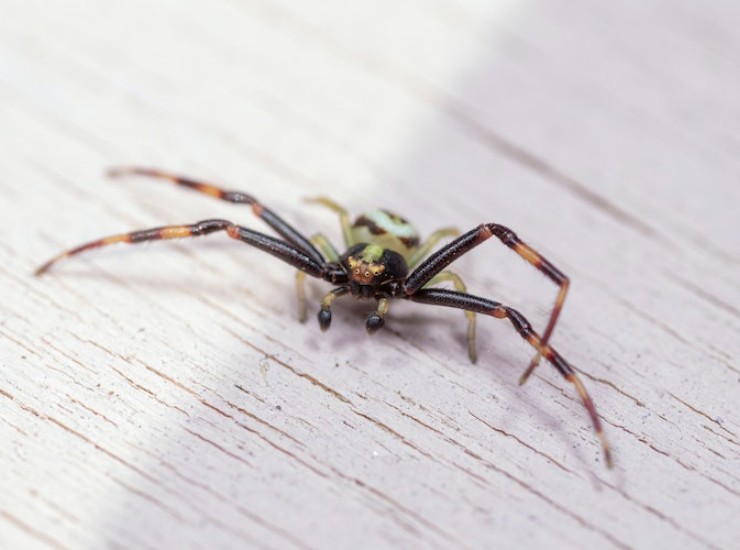 araña
