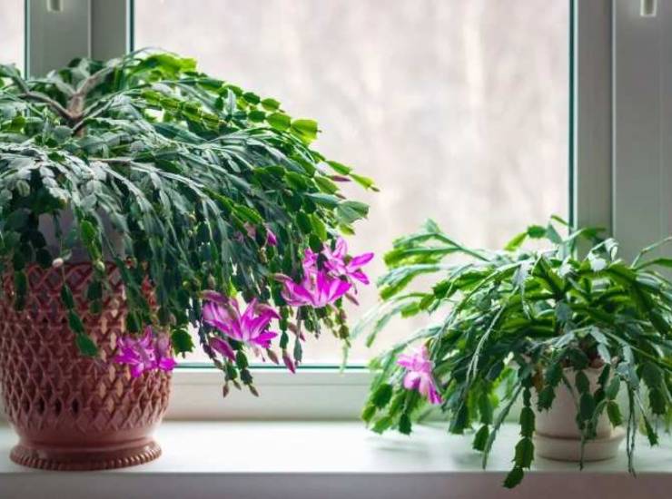 plantas en el hogar