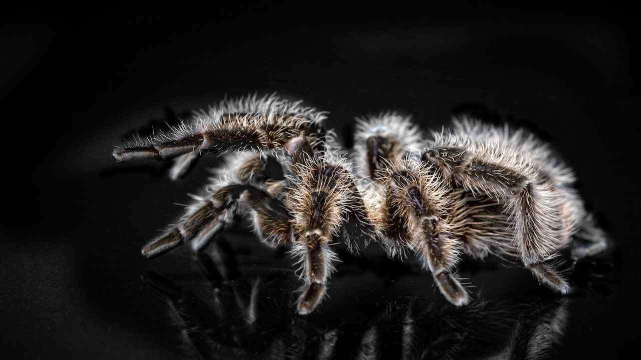 tarántula
