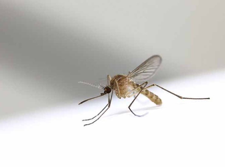 Mosquito de los Trópicos